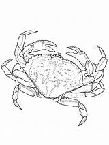 Free Printable Crab Coloring Pages For Kids sketch template