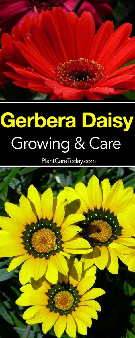 Gerbera Daisy Care: Growing Gerber Daisies [HOW TO GUIDE] | Gerbera daisy care, Gerbera daisy ...