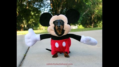 Dog Dressed as Mickey Mouse! - YouTube