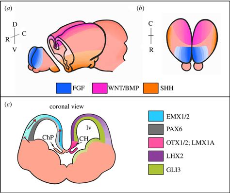 Expression of signalling proteins and transcription factors during ...