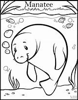 Manatee Coloring Pages Printable Sketch Coloring Page sketch template