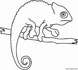 Chameleon Color Coloring Pages Animal  Vrogueco sketch template