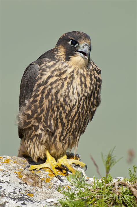 Young Peregrine Falcon Photograph by Steen Drozd Lund - Pixels