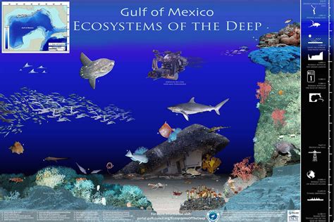 Gulf of Mexico Ecosystems of the Deep | Ecosystems, Gulf of mexico, Mexico