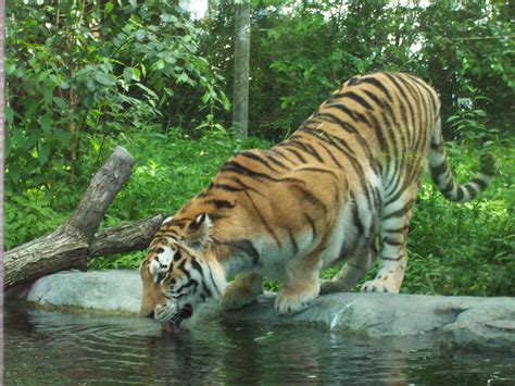 File:Tigre zoo granby 2006-07.JPG - Wikipedia