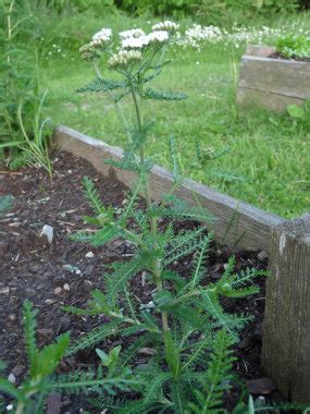 Wild Yarrow Plant