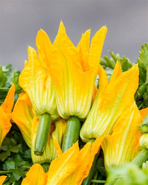 What You Need to Know About Squash Blossoms, the Flower We Love to Fry ...