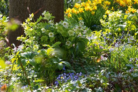 Woodland plants: 10 of the best for shady areas in a garden | Homes & Gardens