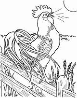 Rooster Coloring Sheet Pages sketch template