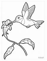 Realistic Hummingbird Coloring Page Bird Sheets Sketch sketch template