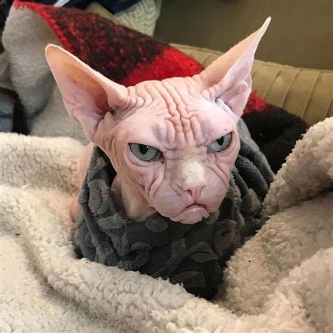 An Oddly Handsome Sphynx Cat Whose Wrinkled Face Makes Him Appear Perpetually Angry | Cute ...