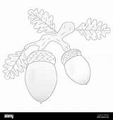 Childrens coloring Books Acorns Hanging On A Branch with Oak Leaves  sketch template