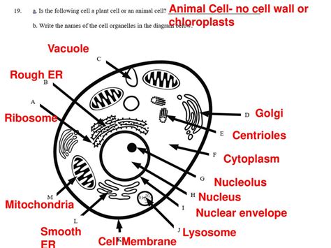 Cork Cell Labeled