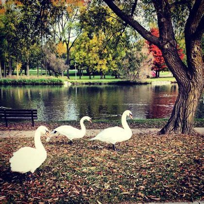 Swans by the Avon River, Stratford, Ontario by: Sharlene Mattucci ...