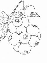 Blueberry Bush coloring Page  ColouringPages sketch template