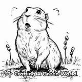 Prairie Dog Coloring Pages  Free & Printable sketch template