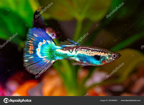 Guppy Breeding Form Fancy Guppy Guppy Poecilia Reticulata Also Known Stock Photo by ©Aqualife333 ...