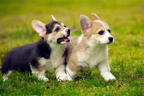 🔥 [46+] Corgi Dog Wallpapers | WallpaperSafari