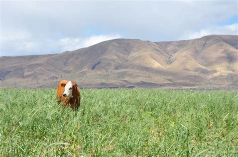 Cover Crops on Dryland Wheat? Challenge Accepted. | THE DALL… | Flickr