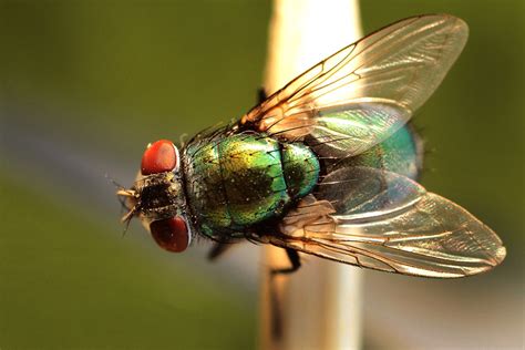 mosca 1 | macro, insect, insetti, mosca, fly | Marco Napoletano | Flickr