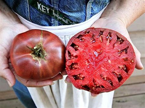 Heirloom Cherokee Purple Tomato Seeds NON GMO Organic USA | Etsy in ...