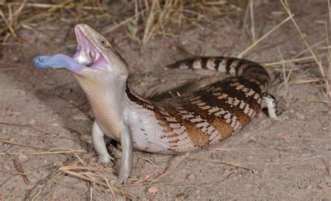 Blue-Tongued Skink Care Sheet: A New Owner & Beginner MUST Read!