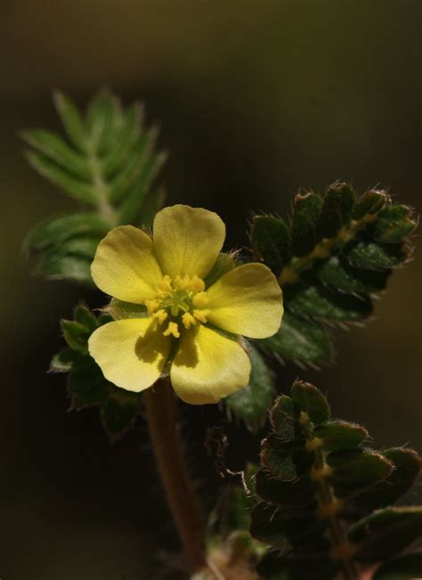 Tribulus terrestris | Tribulus terrestris is a flowering pla… | Flickr