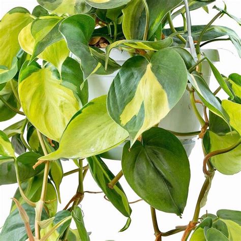 Philodendron Brasil Variegated Heart Leaf Houseplant | Etsy