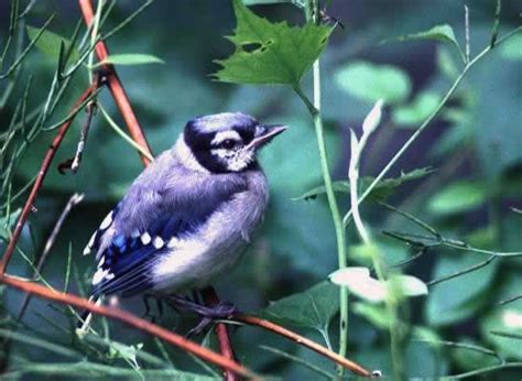 Passeriformes - perching birds | Wildlife Journal Junior