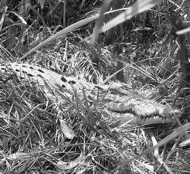 Over 24 crocodile nesting sites spotted in Bhitarkanika