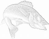 Crappie Fish Coloring Page Pages sketch template