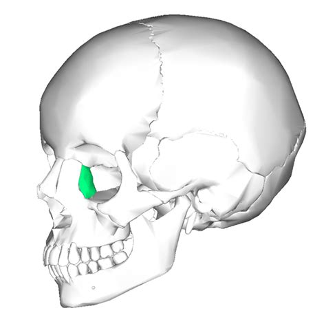 Level 2 - Bones of the Human Body - Memrise