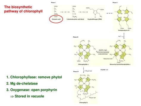 PPT - Plastocyanin: a small, soluble-copper protein PowerPoint Presentation - ID:6299338