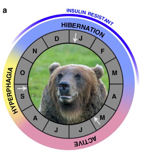 Hibernation induces widespread transcriptional remodeling in metabolic ...