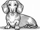 Dachshund dog coloring Page 50017043 Vector Art At Vecteezy sketch template