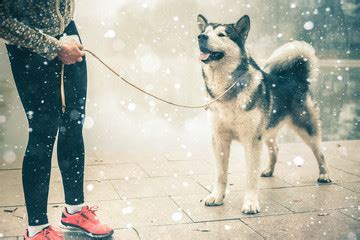 Are Alaskan Malamutes Good Dogs? What Science Says