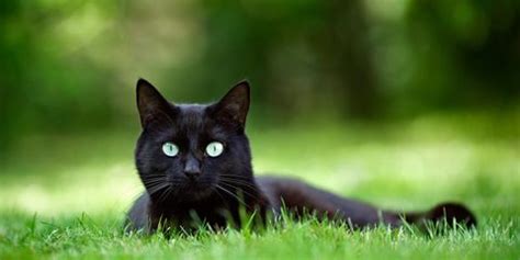 70 Black Cat Names - Good Names for Male and Female Black Cats