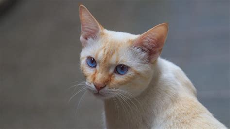 Flame Point Siamese Cat Breed Facts and Information - Pet Haver