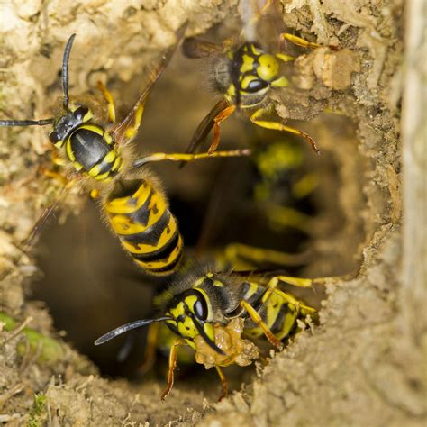 Wasps building underground nest | Possibly German Wasps (Ves… | Flickr