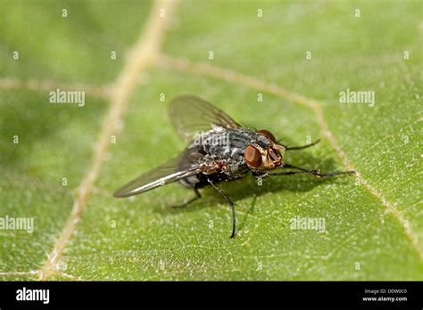 Bluebottle Fly Larvae Stock Photos & Bluebottle Fly Larvae Stock Images - Alamy