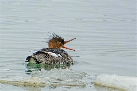 1st Yr Male Red-breasted Merganser | Focusing on Wildlife