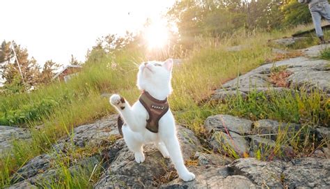 12 reasons you should adventure with a cat – Adventure Cats