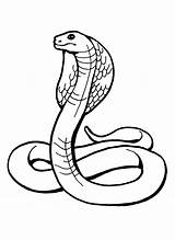 Snake Coloring Pages sketch template
