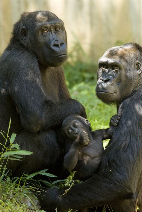 National Zoo’s gorilla baby is six months old! | Shown here … | Flickr