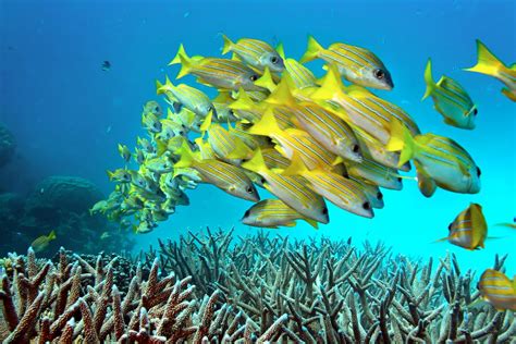 Latest Bleaching of Great Barrier Reef Underscores Global Coral Crisis - Inside Climate News