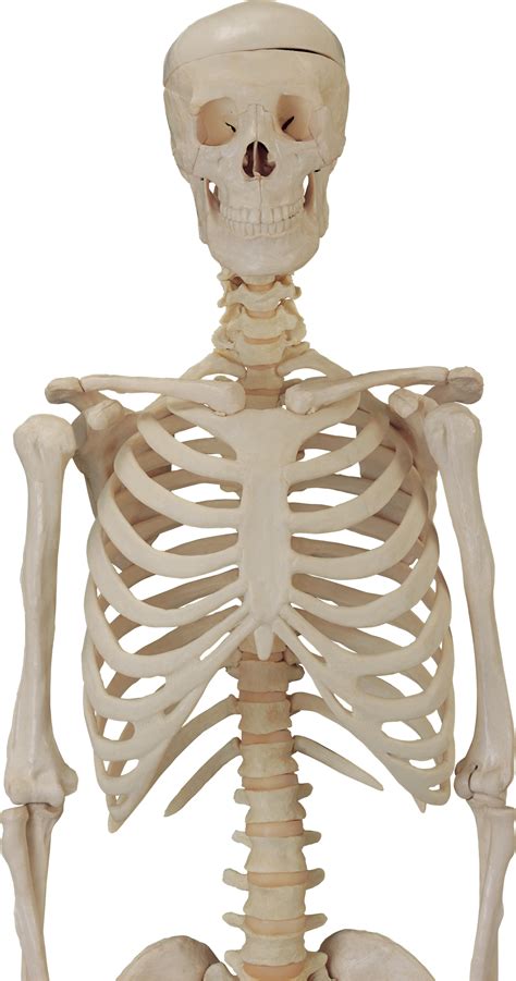 Skeleton PNG