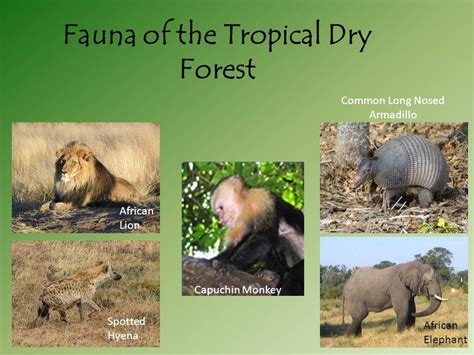 Tropical Dry Forest Animals List