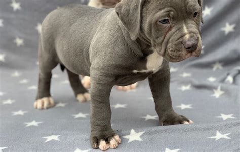 57 Droll American Bully Puppies Xl For Sale Photo 4K - Bleumoonproductions