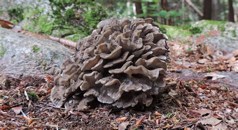16 Wild Edible Mushrooms You Can Forage This Autumn - Learn Your Land