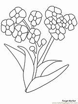 Coloring Page Flower Natural World > Flowers  Nation sketch template